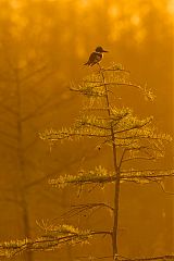 Belted Kingfisher